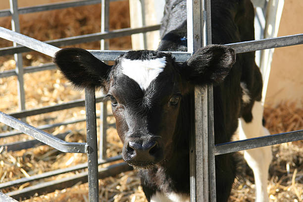 Black and white calf stock photo