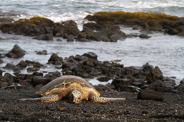istock Sea Turtle on Lava Beach 539140349