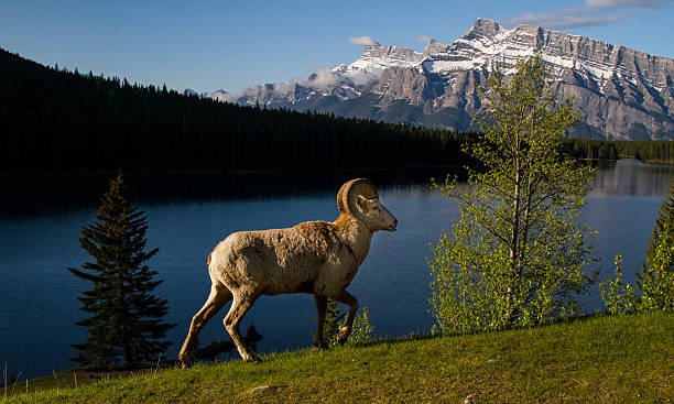 istock Bighorn Sheep in the Mountains 539140443