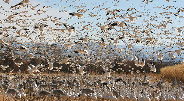 istock Snow Geese and Sandhill Cranes 539140491