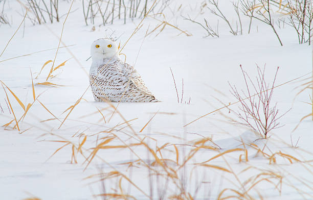 istock Snowy Owl in the Snow 539140595