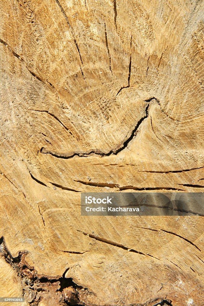Wood Cut of a young tree 2015 Stock Photo