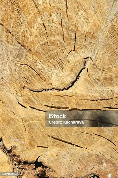 Wood Stock Photo - Download Image Now - 2015, Beige, Botany