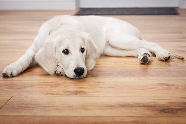 istock labrador retriever puppy 539140729