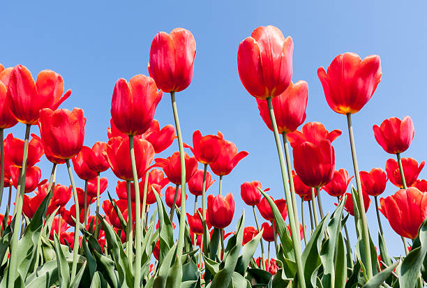 istock Beautiful red tulips facing a blue sky 539141725