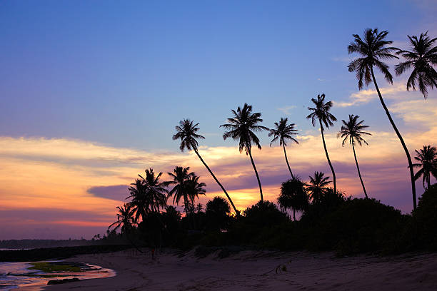 istock Silhouettes of palm trees 539141765