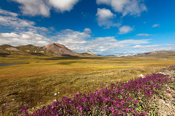 istock Tundra in Chukotka 539141857