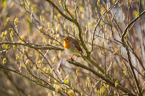 robin vermelho (erithacus rubecula peito) - rubecula imagens e fotografias de stock