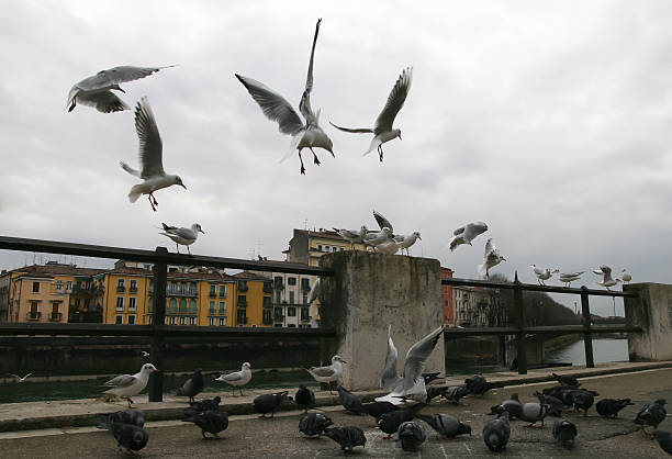 Flying birds in Verona stock photo