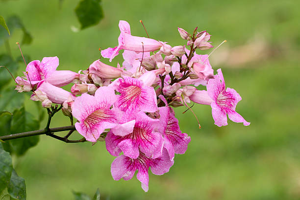 розовый кампсис, pododranea ricasoliana - podranea ricasoliana стоковые фото и изображения