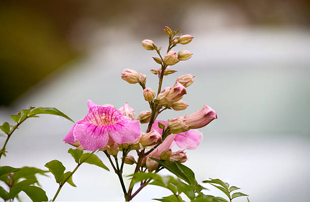 розовый кампсис, pododranea ricasoliana - podranea ricasoliana стоковые фото и изображения