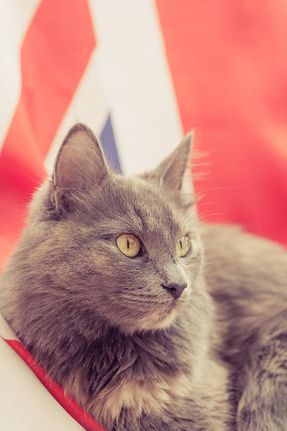 istock Pussy cat sitting on Union Jack 539149351
