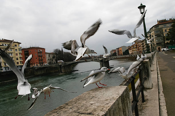 Flying birds in Verona stock photo