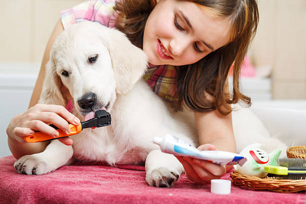 girl limpieza dientes de su perro en la casa - vet dog teenager puppy fotografías e imágenes de stock