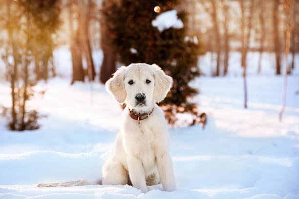 冬季ウォーキングの子犬のゴールドレトリバー - animal dog winter snow ストックフォトと画像