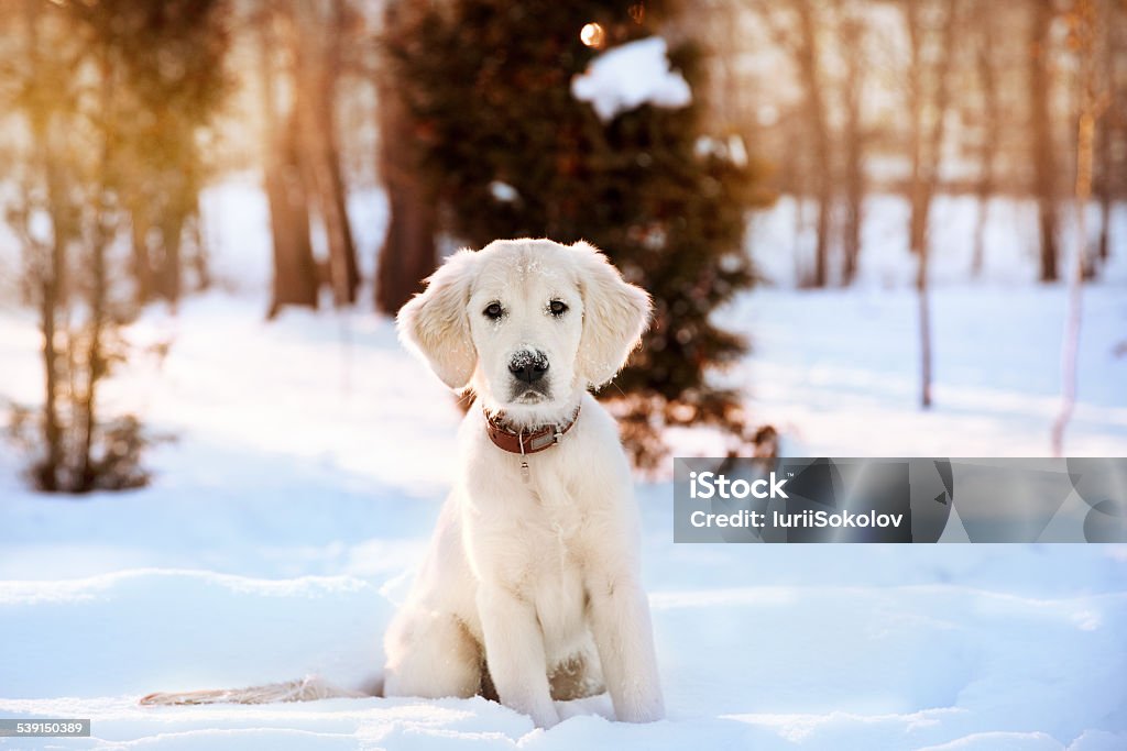 Winter walk of golden retriever puppy Winter walk at snowing park of golden retriever puppy  Dog Stock Photo