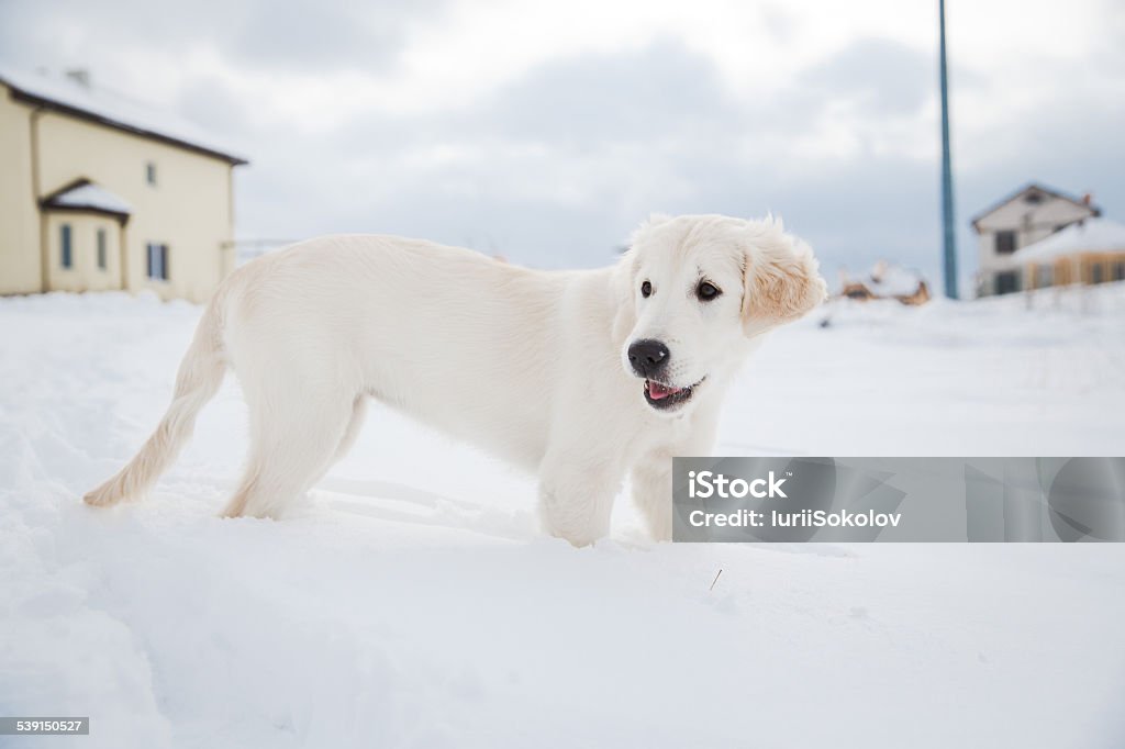 Winter walk of golden retriever puppy Winter walk at snowing park of golden retriever puppy  2015 Stock Photo