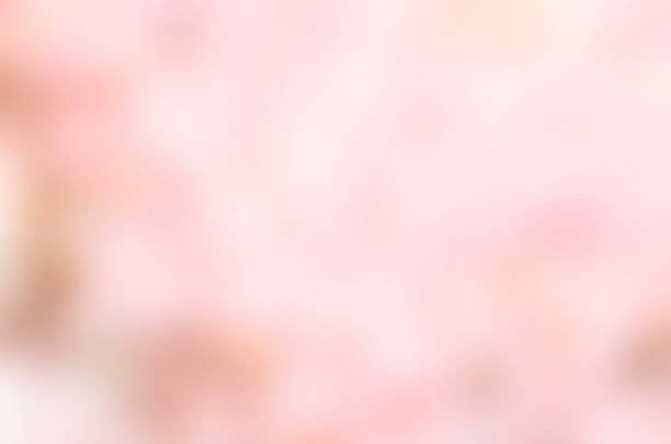 istock Sweet Sakura blossom Blured Background 539150569