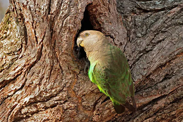 A brownheaded parrot (Piocephalus cryptoxanthus) at its nest in a tree, South Africa