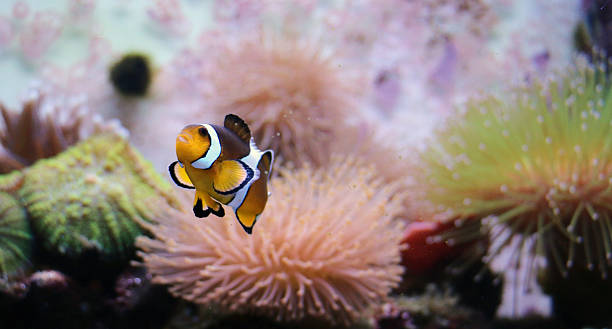 istock Clown fish in aquarium 539163999