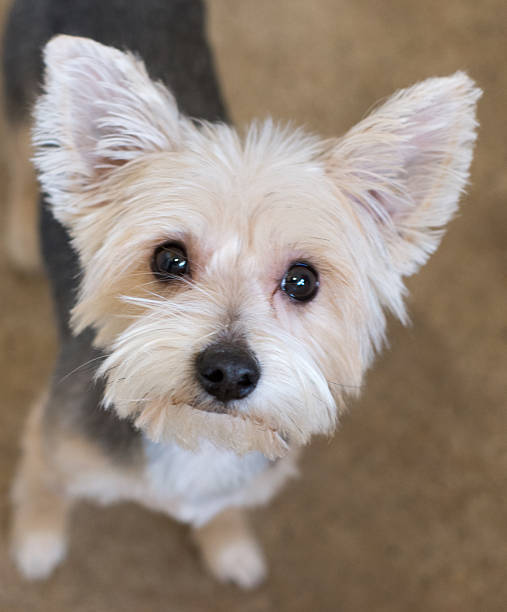 istock Small yorkie dog looking up 539164823