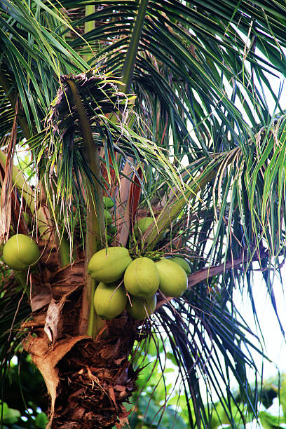 istock Coconut Tree in Bali Indonesia 539165037