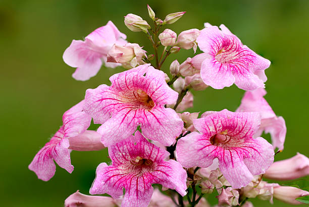 цветочный кластер pandorea ricasoliana - podranea ricasoliana стоковые фото и изображения