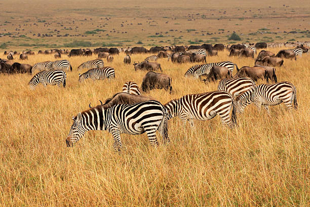 istock Zebras and wildebeest grazing 539166579