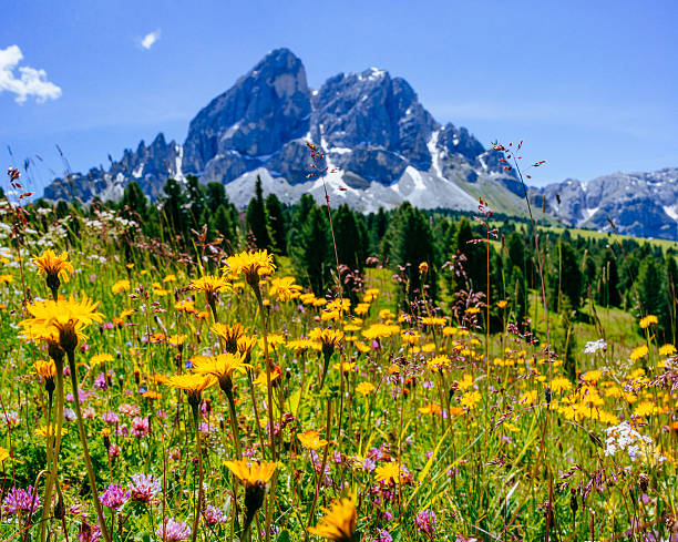 istock flower meadow in the Alps 539166653