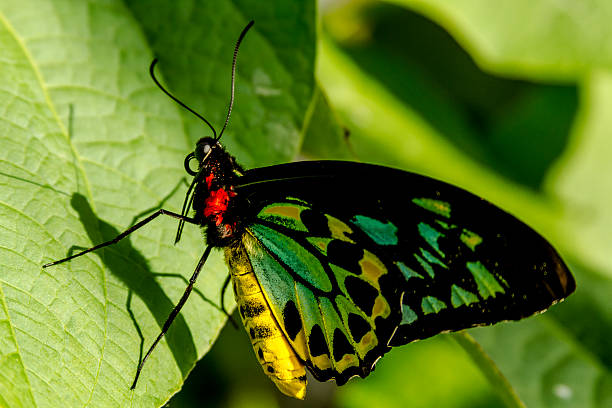 istock Butterfly Varieties at Botanical Gardens 539166659