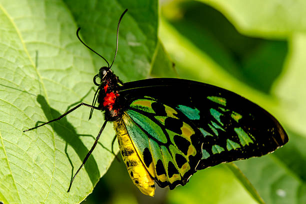 istock Butterfly Varieties at Botanical Gardens 539166675