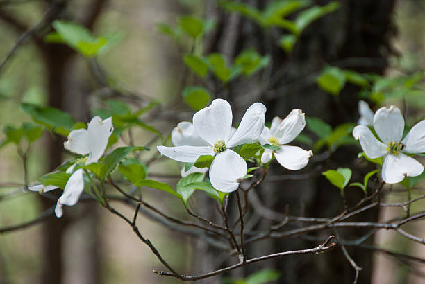 istock Dogwood Blooming in Spring 539167081