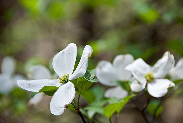 istock Flowering Dogwood 539167085