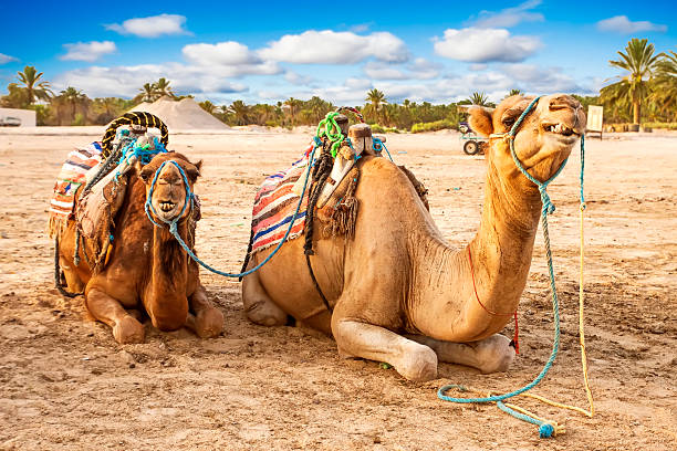 Arabian camels in Tunisia. Arabian camel or Dromedary also called a one-humped camel in the Sahara Desert, Douz, Tunisia  tunisia sahara douz stock pictures, royalty-free photos & images