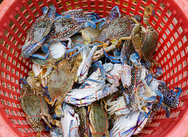istock Crabs caught by fisherman in a basket 539167655