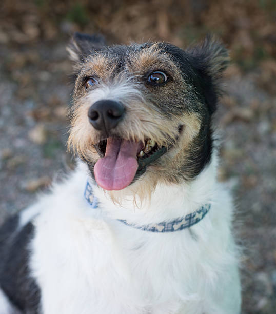 istock Terrier dog sitting looking to the side 539167719