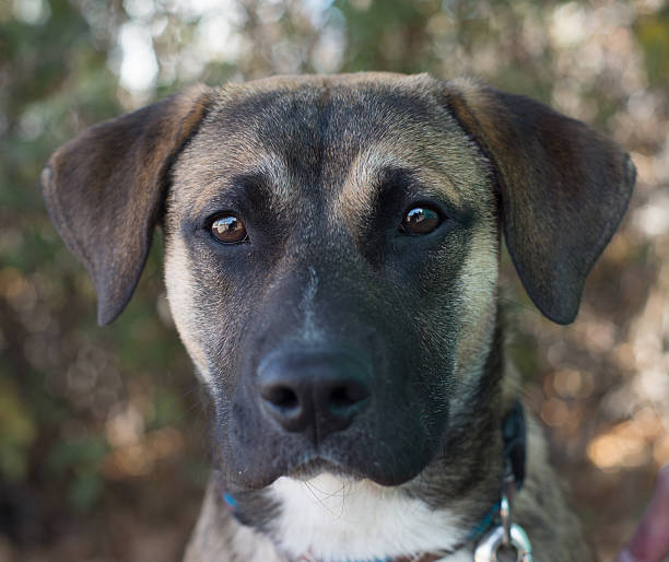 istock Shepherd mix dog close up 539167727