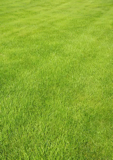 Green grass lawn with sunny and rainy days