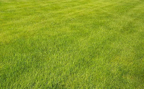 Green grass lawn with sunny and rainy days