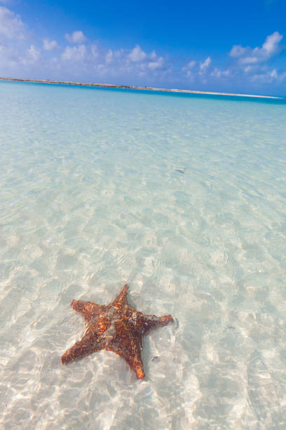 istock beautiful beach in Cayo Largo del Sur, Cuba 539181437