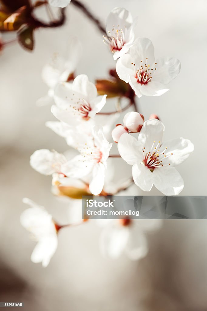 Cherry blossom tree Closeup shot of a cherry blossom tree against the defocused background. 2015 Stock Photo