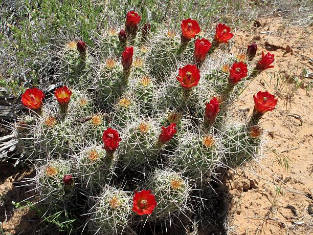 coppa trofeo claret cactus a fioritura - flower head cactus claret cup cactus dry foto e immagini stock