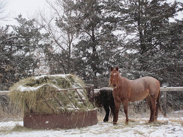 istock Horses Dining in the Snow 539181713