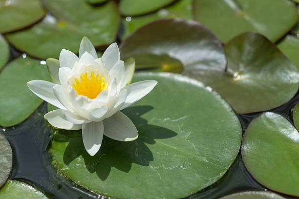 Lotus stock photo