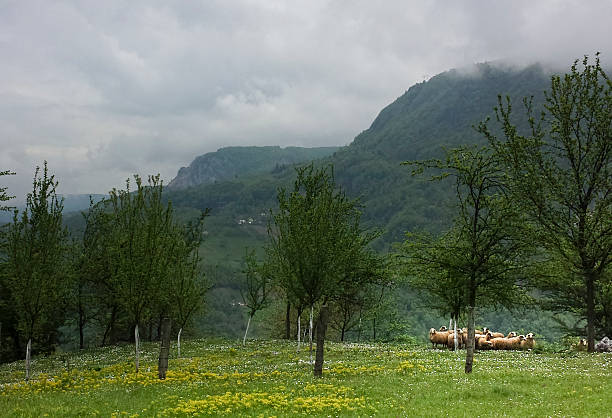 istock Sheep in a field at Tara mountain Serbia 539183733