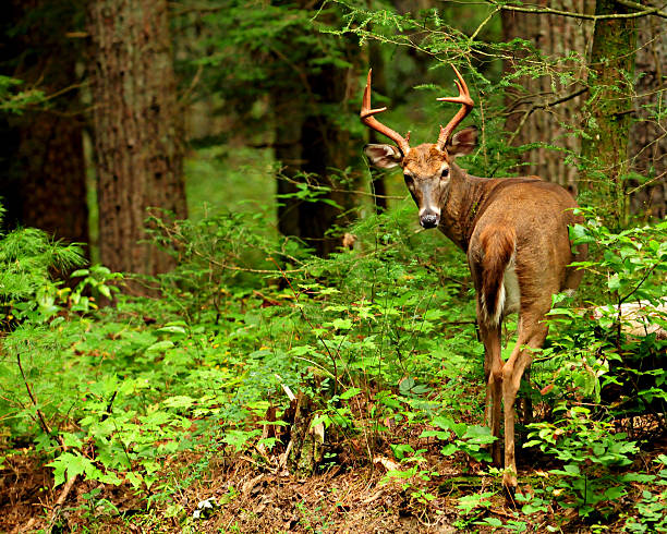 istock Cades Cove Whitetail Deer 539183817