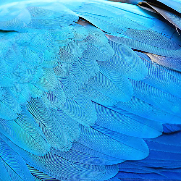 Blue and Gold Macaw feathers stock photo