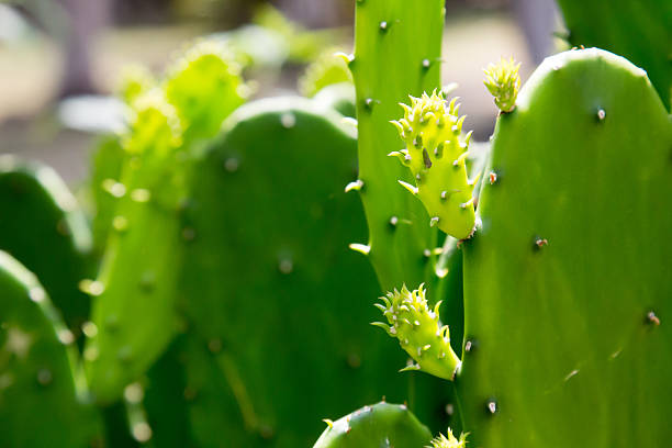 istock Selective focus on new growth pads on a prickly pear 539199274