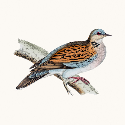 A photograph of an original hand-colored engraving from The History of British Birds by Morris published in 1853-1891.