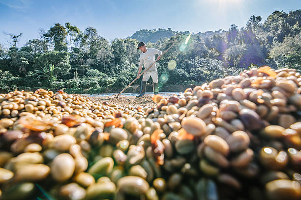 uomo in tailandia asciugatura chicchi di caffè. - editorial horizontal farmer occupation foto e immagini stock